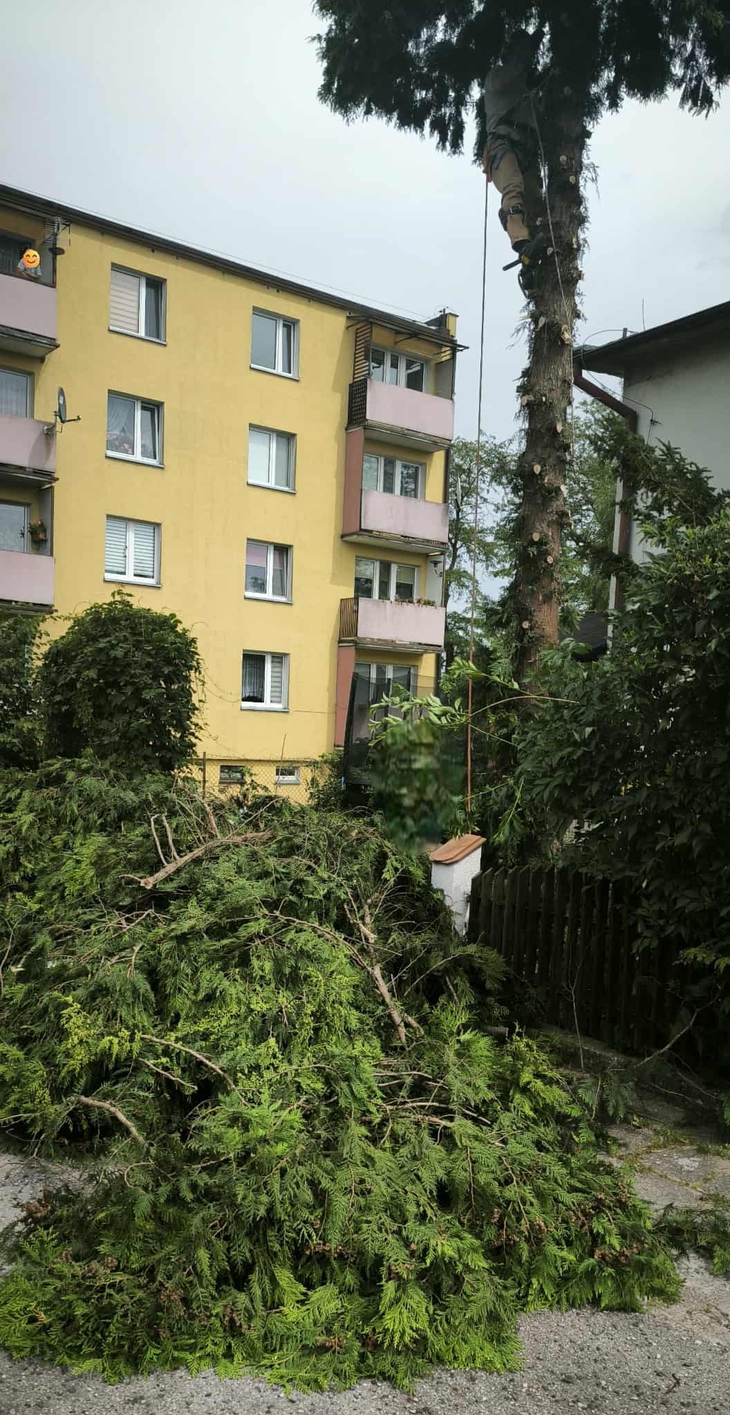Arborysta na drzewie obok żółtego bloku, w tle sterta gałęzi. Widać ślady po cięciu. Praca na wysokościach, zabezpieczenia linowe.
