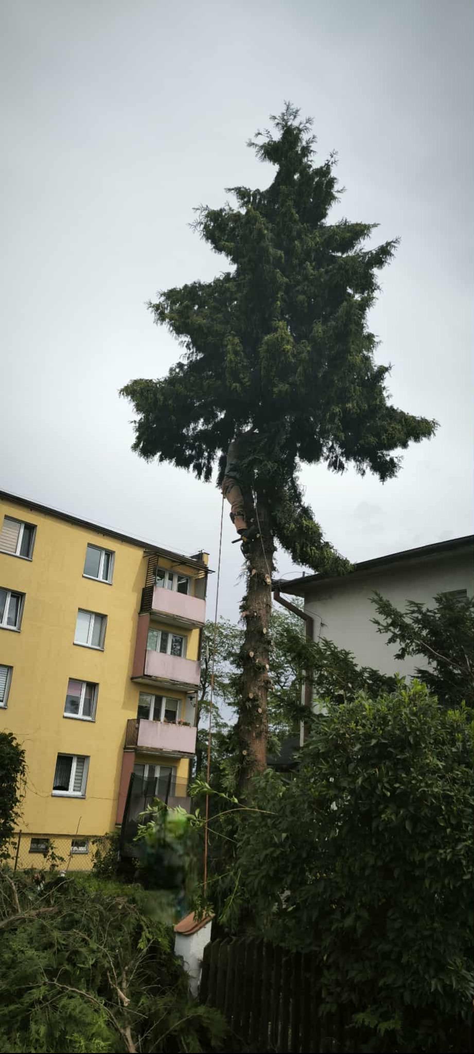 Arborysta na linie tnie wysokie drzewo iglaste w pobliżu bloku mieszkalnego. Ścięte gałęzie leżą na ziemi. Etapowa wycinka drzewa od góry.