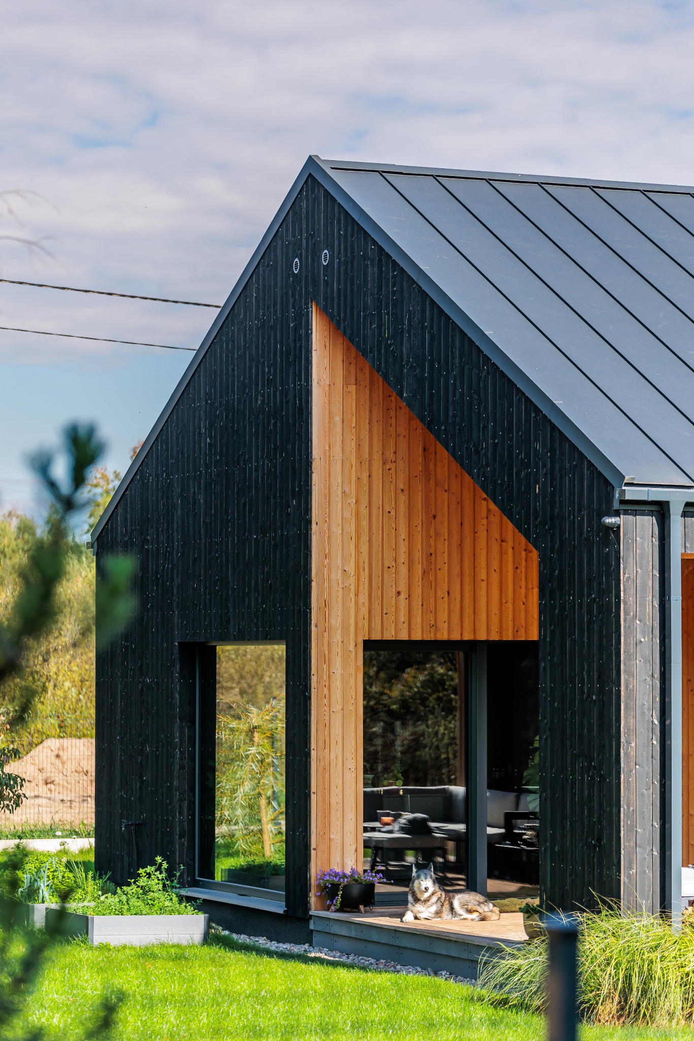 Nowoczesny dom z czarnego drewna z elementami z jasnego drewna, metalowym dachem i psem rasy husky leżącym na drewnianym tarasie