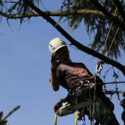 Arborysta w kasku i uprzęży, rozmawiający przez telefon na wysokości drzewa iglastego, z piłą spalinową Stihl zawieszoną przy uprzęży.