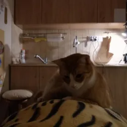 Rudy kot z białymi elementami umaszczenia leży na kocu w panterkę, w tle kuchenne szafki i blat