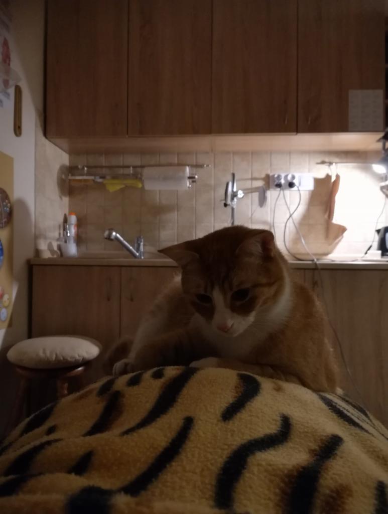 Rudy kot z białymi elementami umaszczenia leży na kocu w panterkę, w tle kuchenne szafki i blat