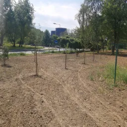 Nasadzenia terenowe po robotach sieciowych