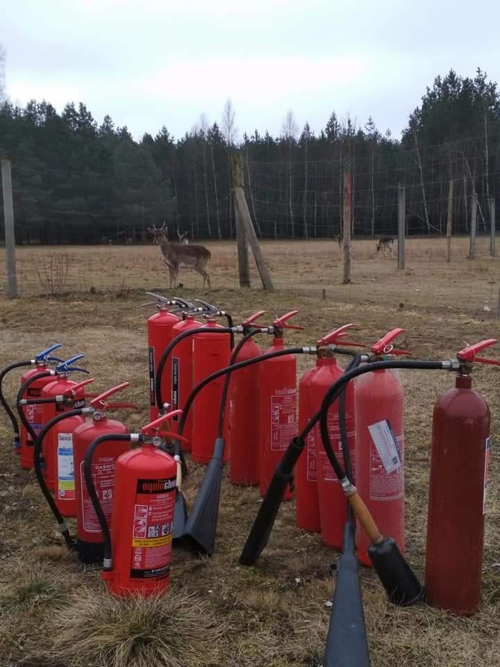 Rząd czerwonych gaśnic na trawiastym terenie z jeleniami w tle, ogrodzenie z siatki i las na horyzoncie.
