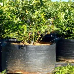 Krzewy jagodowe w czarnych, materiałowych donicach, ustawione w rzędzie na zewnątrz w Buczkowicach, widoczne liście i gałązki.