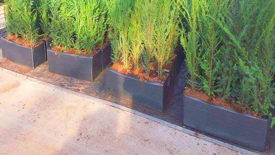 Rząd tuj w prostokątnych, czarnych donicach ustawionych na czarnej macie szkółkarskiej wzdłuż betonowego chodnika.