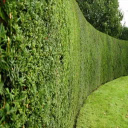 Długi, równo przycięty żywopłot z ciemnozielonych krzewów na tle trawnika, tworzący naturalne ogrodzenie.