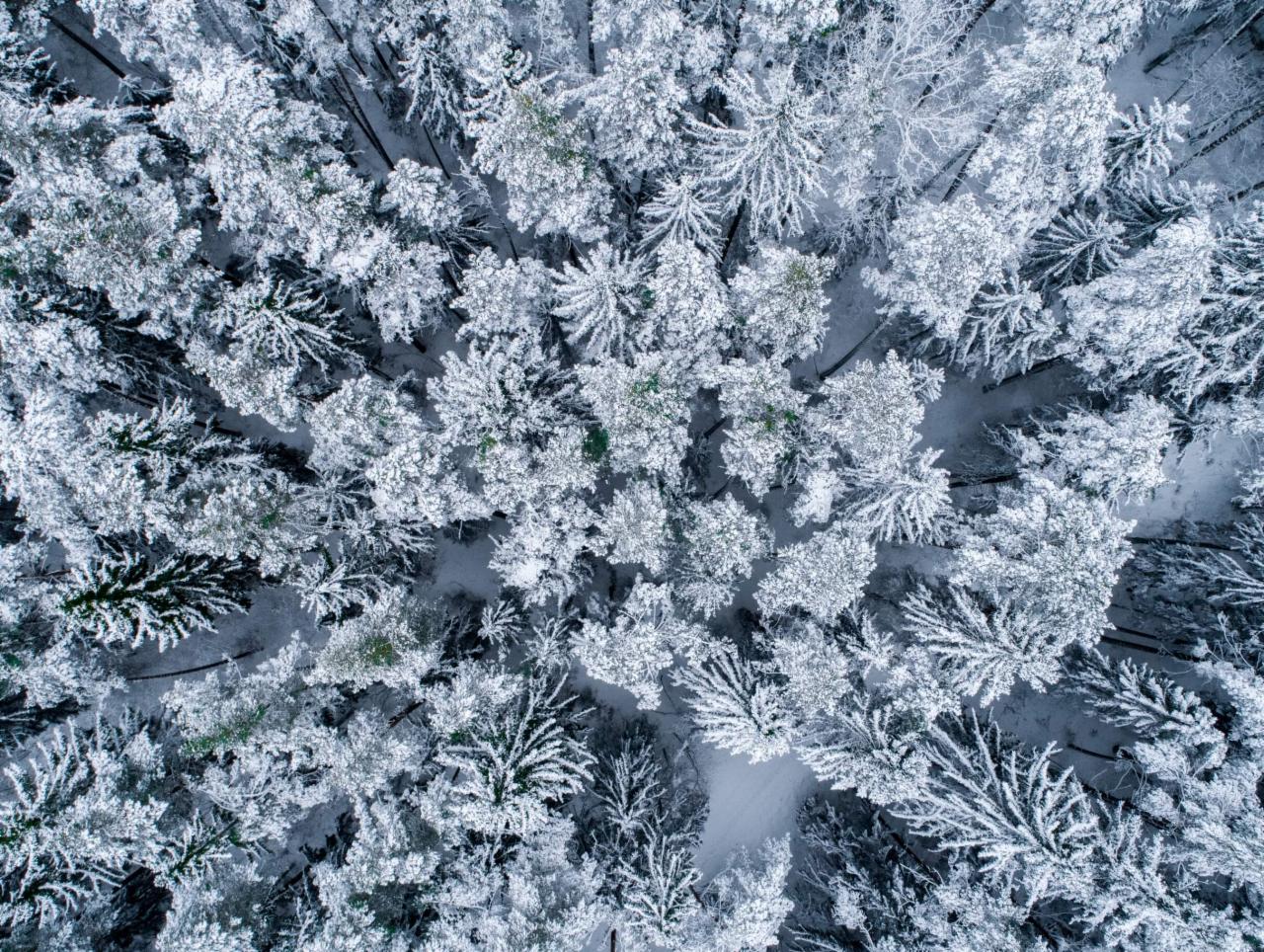 Wigierski Park Narodowy - las