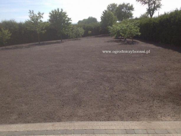 Przygotowany teren pod trawnik z młodymi drzewkami w tle, widok z poziomu kostki brukowej.