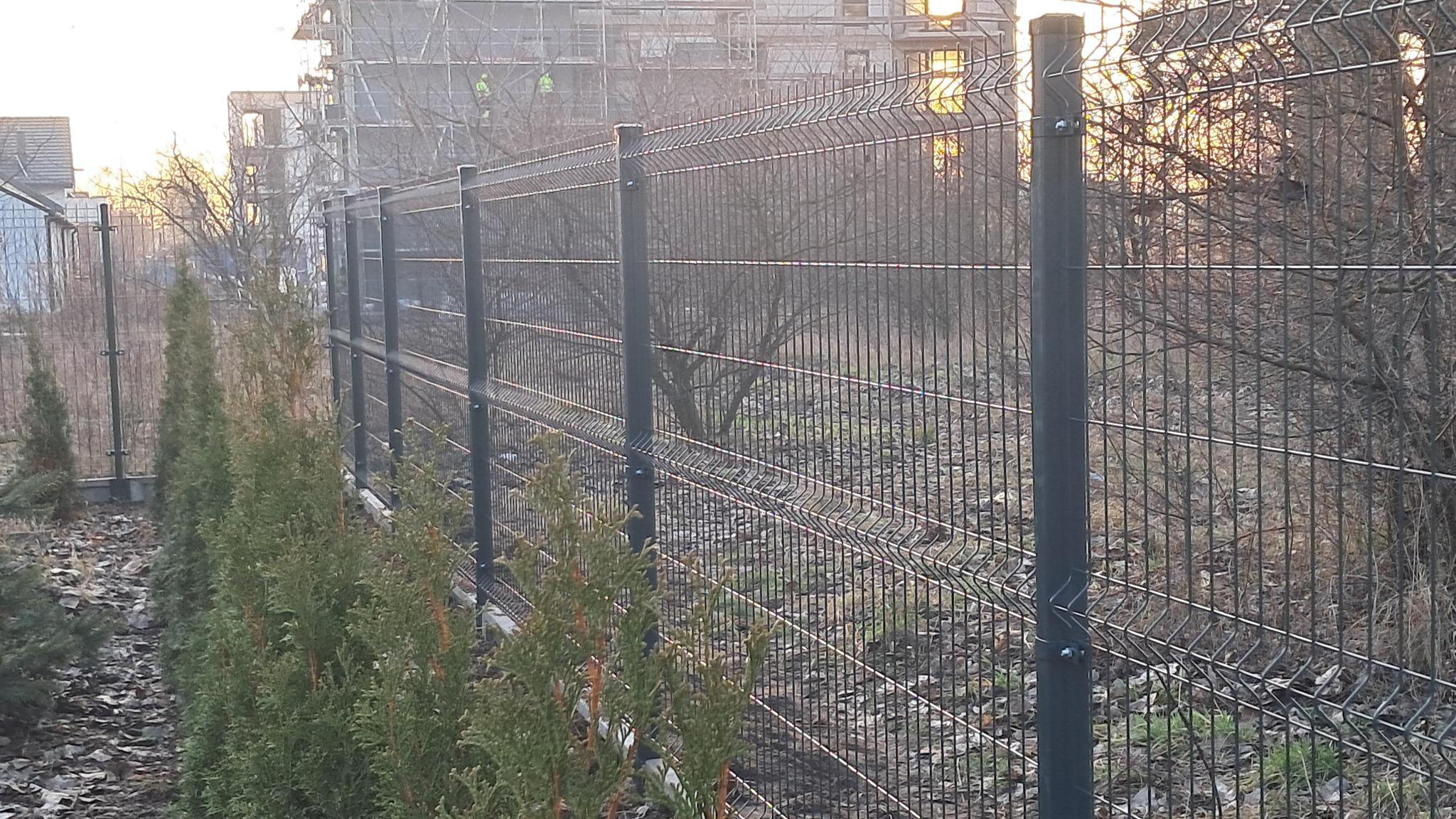Nowoczesne ogrodzenie panelowe z ciemnymi słupkami, zamontowane w Jasinie, widoczne na tle budowy i zachodzącego słońca, z rzędem małych tujek wzdłuż ogrodzenia.