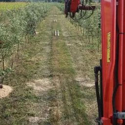 Czerwony wysięgnik koparki nad rzędem młodych drzewek w sadzie; widoczne ślady pracy i kilka drewnianych podpór.