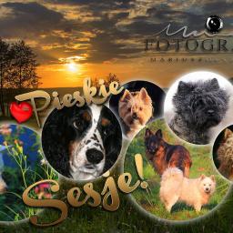 Fotografia Mariusz Olszowski - Kompozycja zdjęć różnych psów w okręgach na tle zachodzącego słońca, z napisem 'Pieskie Sesje!' i logo fotografa.