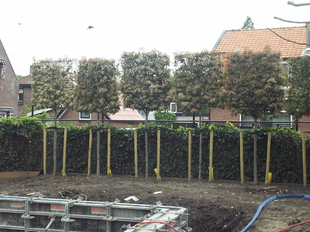 Przygotowanie terenu pod budowę: widoczne szalunki fundamentowe, rząd posadzonych drzewek podpartych drewnianymi palikami oraz zielony żywopłot w tle.