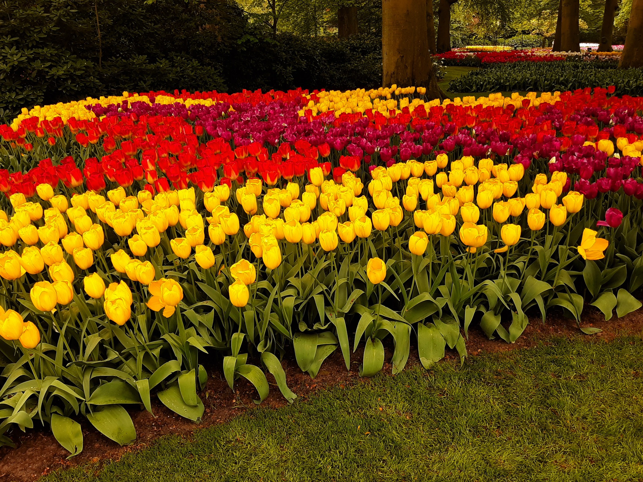 Równy rząd żółtych, czerwonych i fioletowych tulipanów na tle drzew w parku.