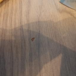 Berlin-Technik Łukasz Berliński - Niewielkie uszkodzenie na powierzchni paneli podłogowych, widoczne narzędzie i element roboczy w tle.