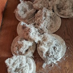 Kłęby kurzu i brudu zebrane po praniu tapicerki na drewnianej podłodze. Widoczne okrągłe podkładki pod kłębami, ukazujące ilość zebranego brudu.