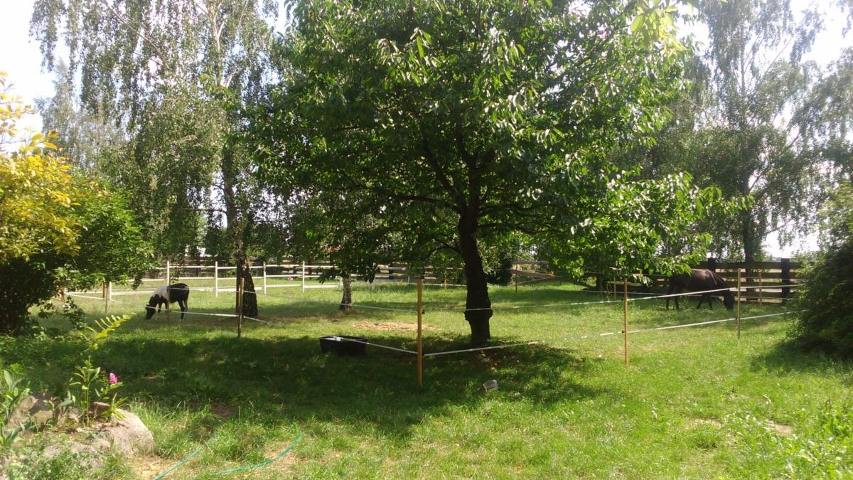 Pastwisko dla koni z elektrycznym ogrodzeniem, widoczne drzewa i trawa, konie pasą się w oddali.