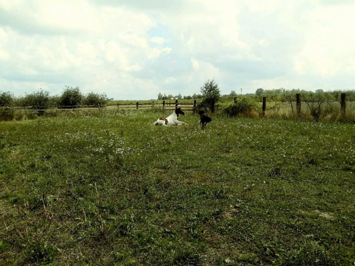 Pinto horse lying in a field of wildflowers, with a black dog standing nearby, under a cloudy sky and a wooden fence in the background.
