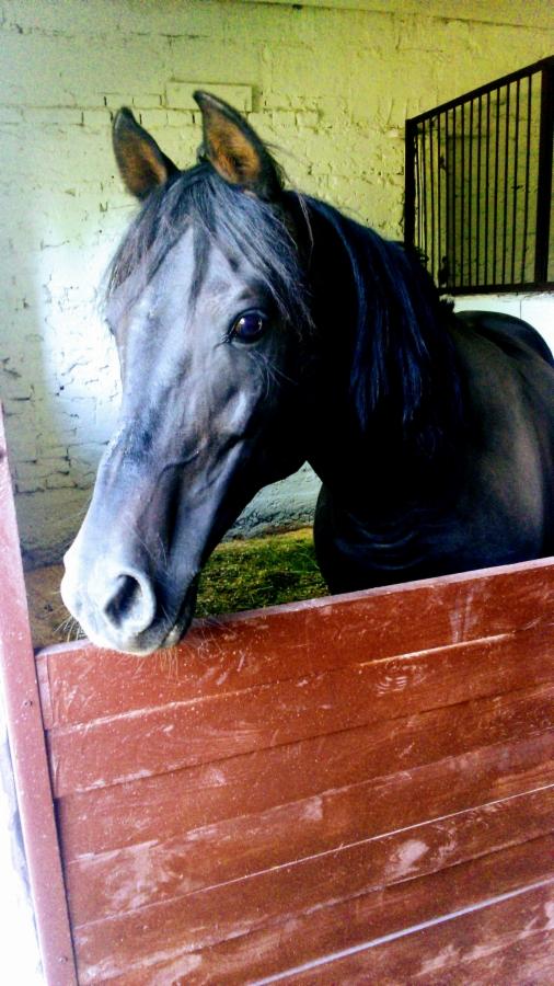 Czarny koń w boksie, opierający się o drewniane ogrodzenie, widoczne zielone podłoże i fragment okna z kratami.