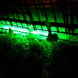 Zielone podświetlenie bramy wjazdowej na posesję, widoczne rośliny w tle, nocna sceneria.