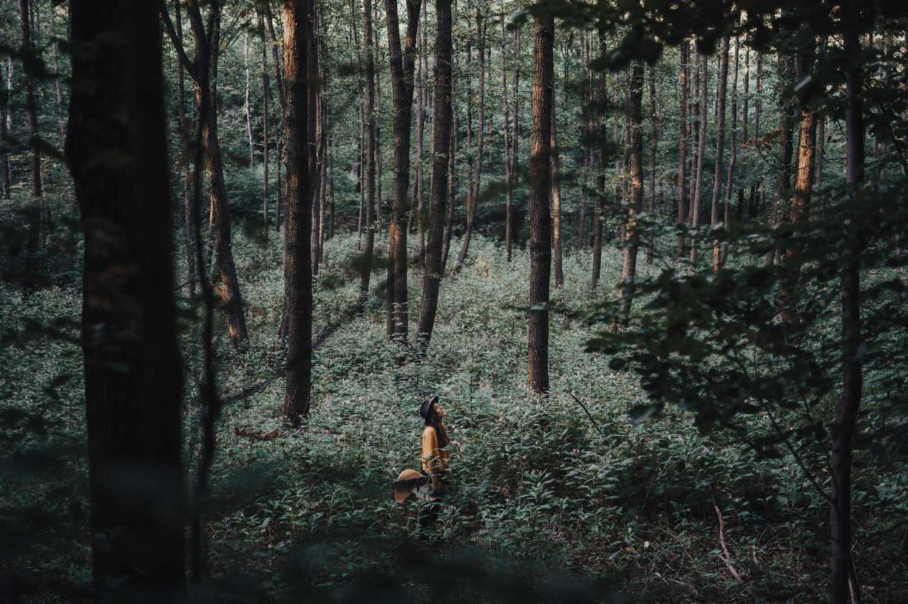 Kobieta w kapeluszu i żółtej bluzce stoi w gęstym lesie, spoglądając w górę, otoczona zieloną roślinnością i wysokimi drzewami.
