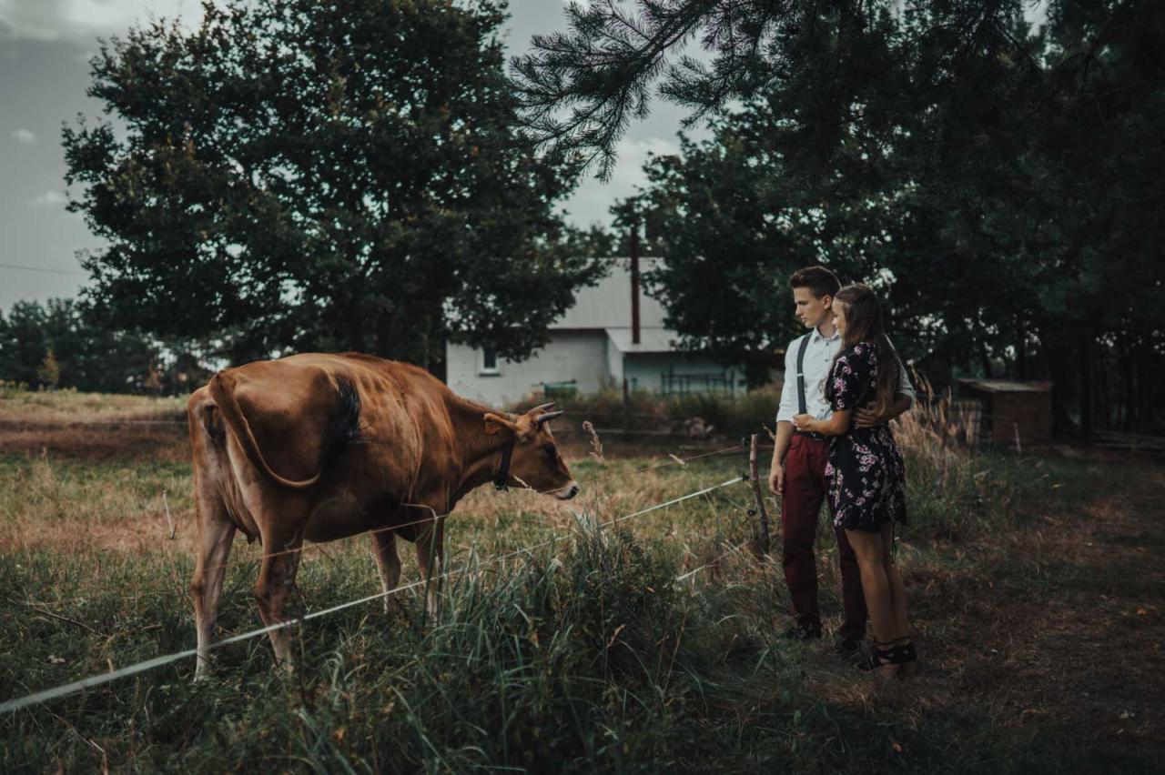 Para obejmuje się na łące, obok krowy patrzącej na drut, w tle wiejski dom i drzewa.