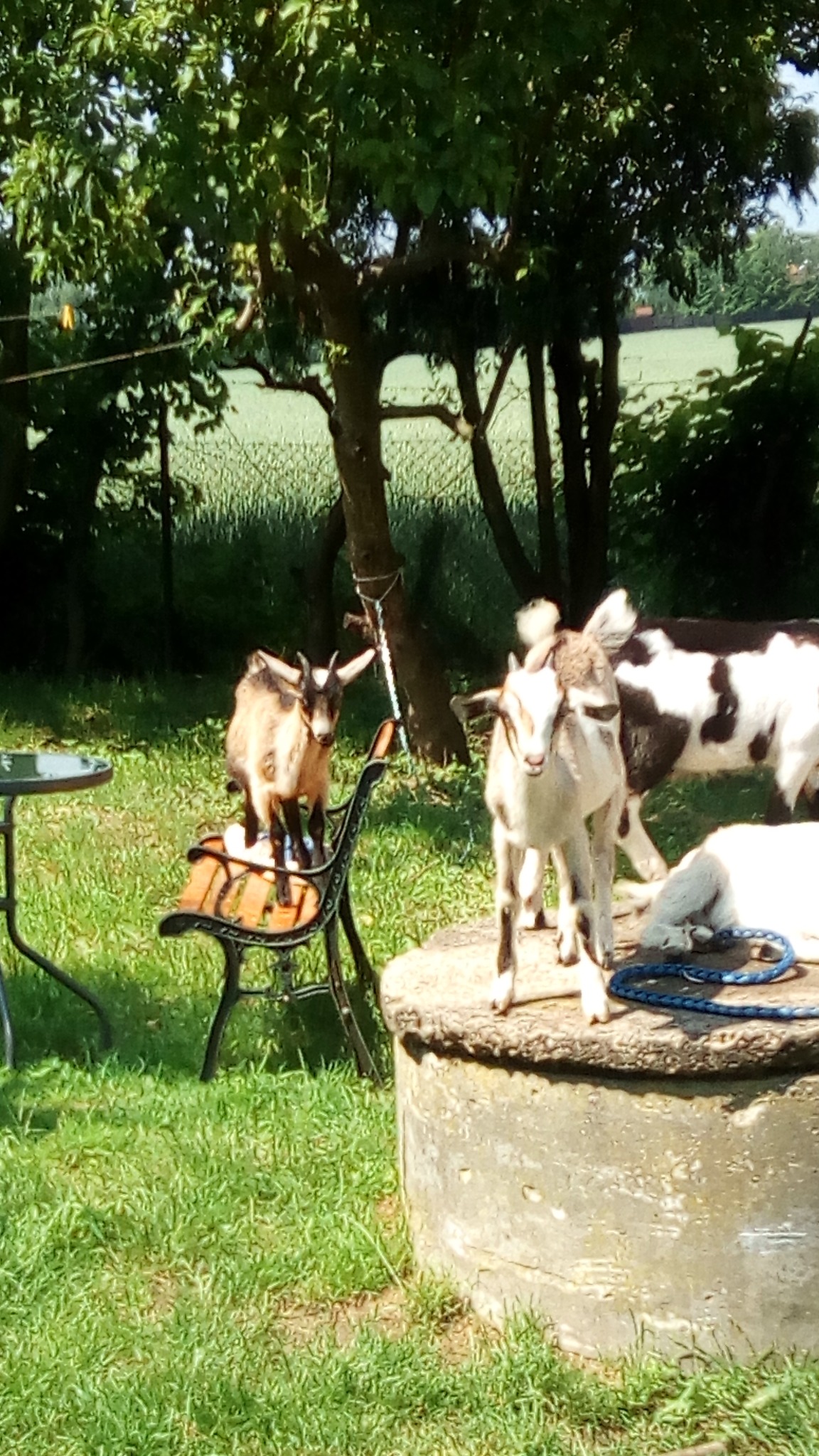 Kozy w Brochocinie: jedna stoi na ławce, druga na betonowym kręgu studni, w tle łąka i drzewa.