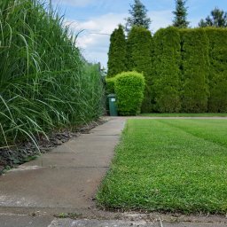 FIRMA HANDLOWO-USŁUGOWA SEBASTIAN AUGUSTYN - Świeżo ułożona trawa z rolki graniczy z betonowym chodnikiem, obok wysokie trawy ozdobne i rząd tuj na tle pochmurnego nieba. Widoczne ścinki trawy.
