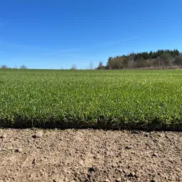Rozwinięta rolka trawy na przygotowanym podłożu, z widoczną strukturą darni i ziemi. W tle drzewa i błękitne niebo. Słoneczny dzień.