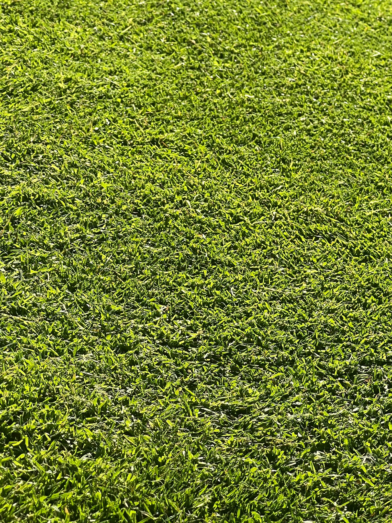 Soczysta, gęsta trawa w pełnym słońcu, równomiernie rozłożona, tworząca jednolity zielony dywan. Realizacja w Pile.