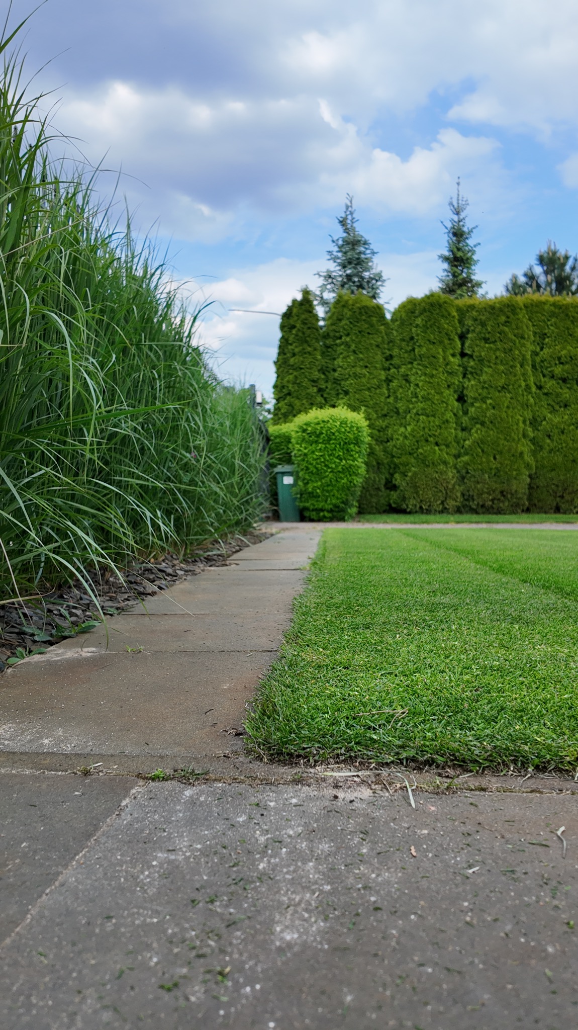 Świeżo ułożona trawa z rolki graniczy z betonowym chodnikiem, obok wysokie trawy ozdobne i rząd tuj na tle pochmurnego nieba. Widoczne ścinki trawy.