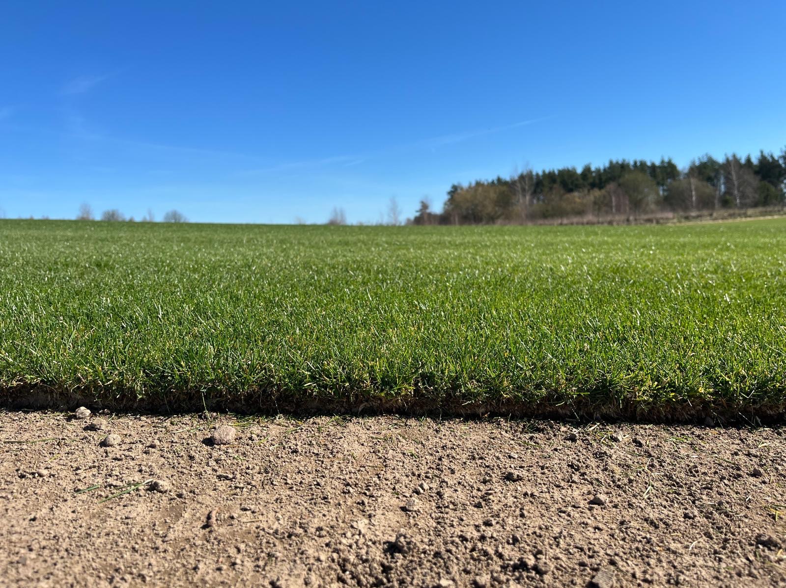 Rozwinięta rolka trawy na przygotowanym podłożu, z widoczną strukturą darni i ziemi. W tle drzewa i błękitne niebo. Słoneczny dzień.