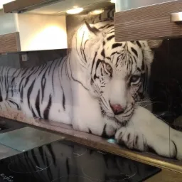 Szklany panel kuchenny z nadrukiem leżącego białego tygrysa, zamontowany nad płytą indukcyjną i zlewozmywakiem.