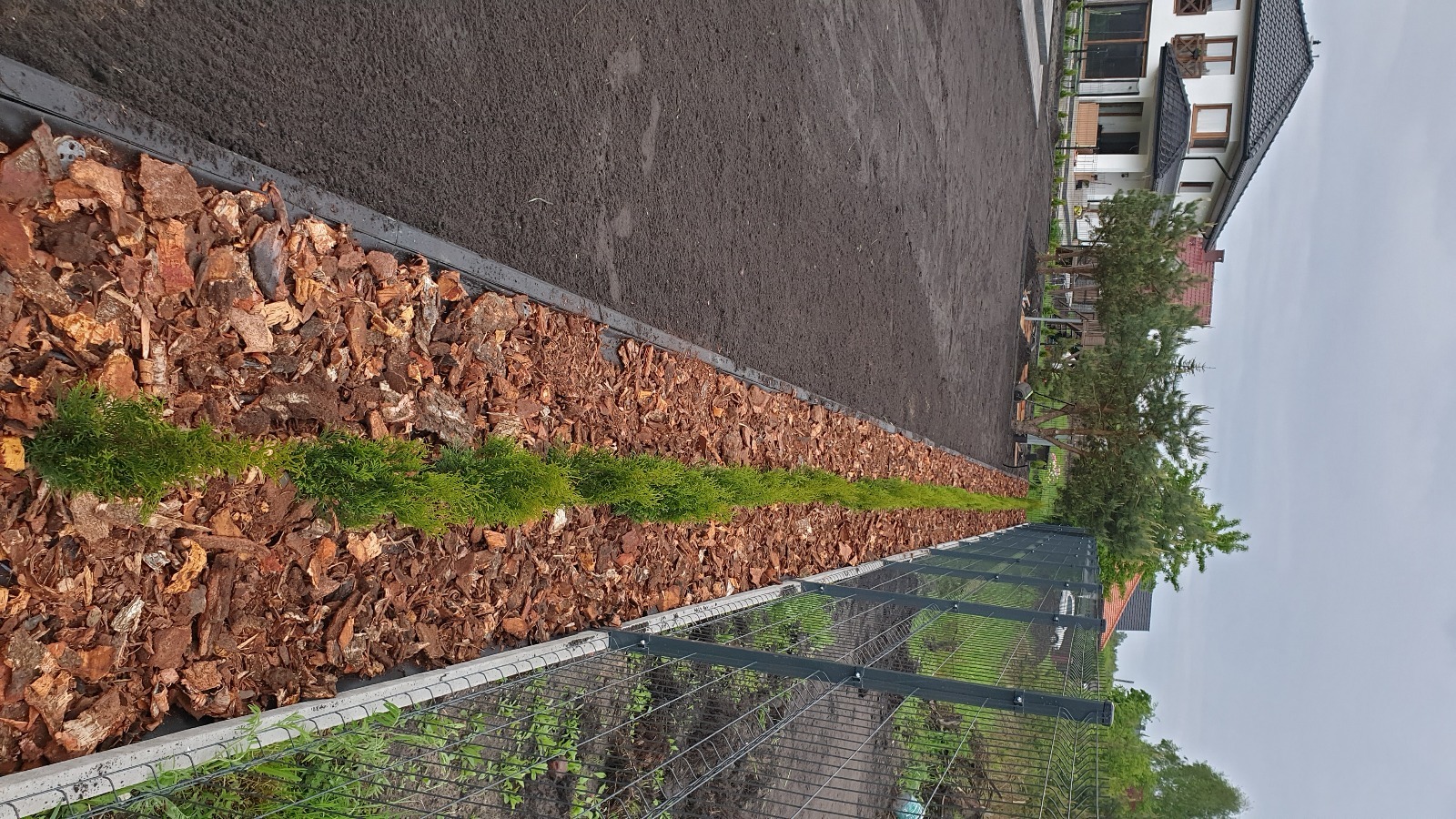 Świeżo posadzone tuje szmaragdowe w rzędzie, wyściółkowane korą, oddzielone od trawnika obrzeżem, widok zza ogrodzenia panelowego.