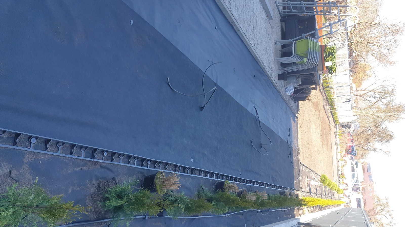 Przygotowanie podłoża pod nasadzenia: czarna agrowłóknina, system nawadniający i rząd młodych drzewek w doniczkach, widoczne przewody nawadniające.