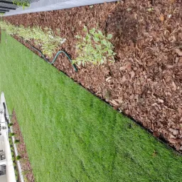 Nasadzenia z derenia