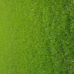 Rozległy, intensywnie zielony trawnik z widocznymi śladami koszenia, graniczący z drzewami i zabudowaniami w tle.