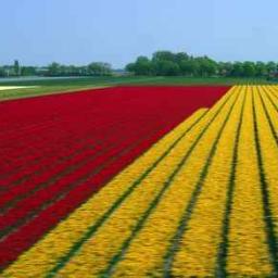 kwiaty cięte import Holandia