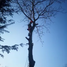 Arborysta w kasku na wysokości, przycina gałęzie drzewa za pomocą piły łańcuchowej, widoczna drabina i liny zabezpieczające, błękitne niebo w tle.