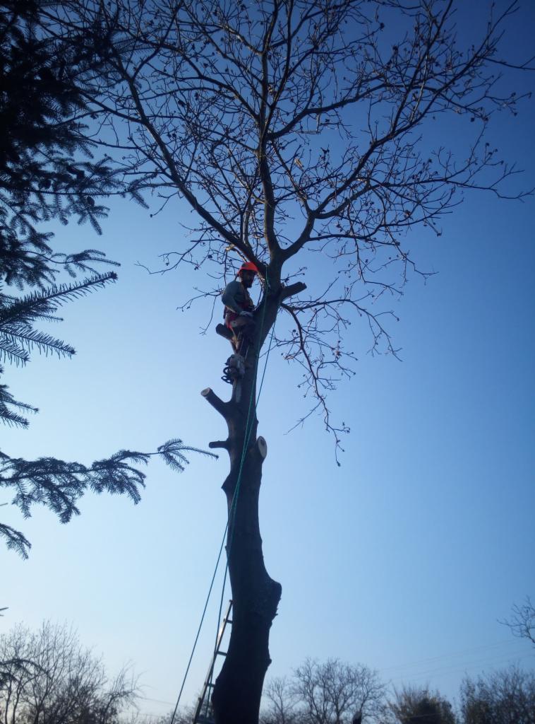 Arborysta w kasku na wysokości, przycina gałęzie drzewa za pomocą piły łańcuchowej, widoczna drabina i liny zabezpieczające, błękitne niebo w tle.