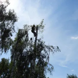 Arborysta w uprzęży, przywiązany do wysokiej brzozy, przycina gałęzie na tle błękitnego nieba z smugą kondensacyjną samolotu.