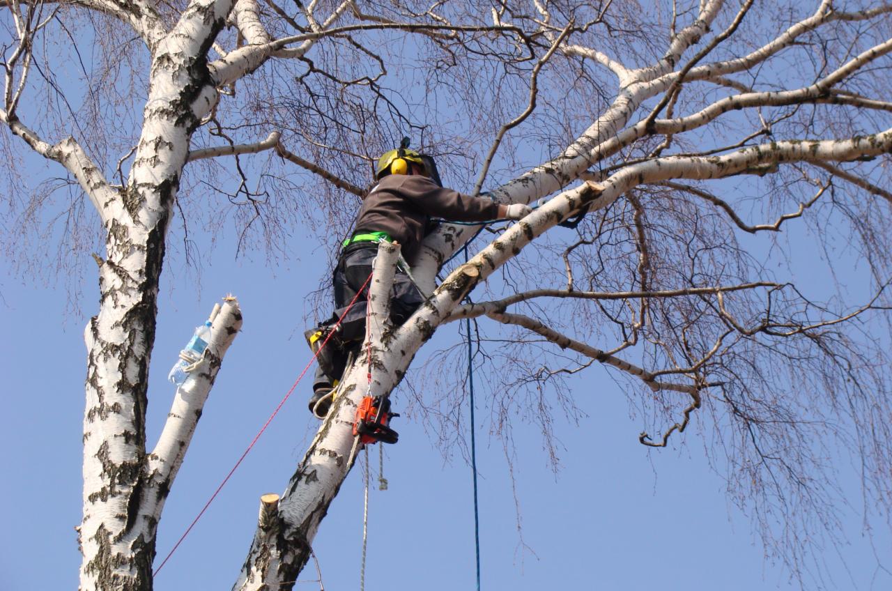 Arborysta w kasku i z piłą spalinową, zabezpieczony linami, przycina gałęzie brzozy na tle błękitnego nieba.