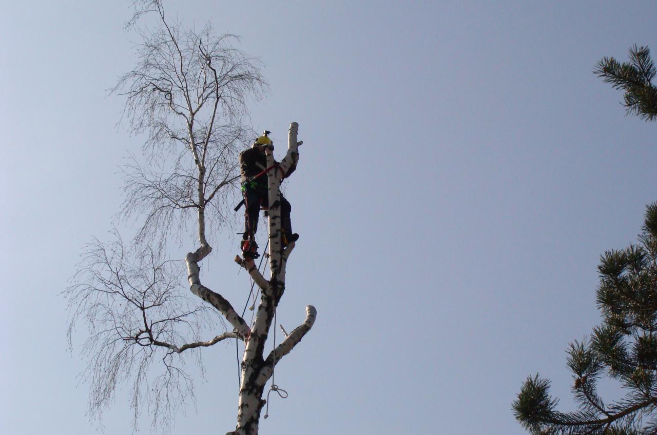 Arborysta w kasku i z uprzężą, w trakcie wycinki gałęzi brzozy piłą łańcuchową, na tle błękitnego nieba i gałęzi sosny.