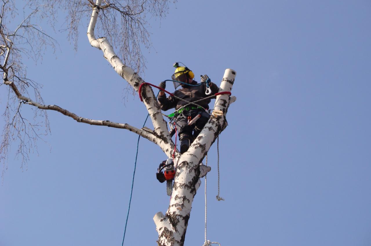 Arborysta zabezpieczony linami, w trakcie pracy na szczycie ogołoconej z liści brzozy, z piłą łańcuchową wiszącą u boku, na tle błękitnego nieba.