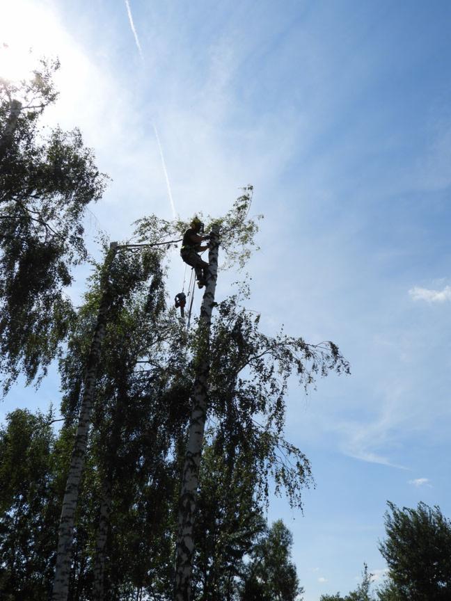 Arborysta w uprzęży, przywiązany do wysokiej brzozy, przycina gałęzie na tle błękitnego nieba z smugą kondensacyjną samolotu.