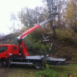 Czerwono-biały podnośnik koszowy na tle drzew z jesiennymi liśćmi, w koszu platformy roboczej widoczna osoba, obok ścięte gałęzie i pnie drzew.