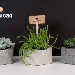 Rośliny i podłoża Sobolew 3