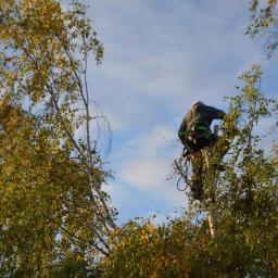 Wycinka drzew Sadlinki 2