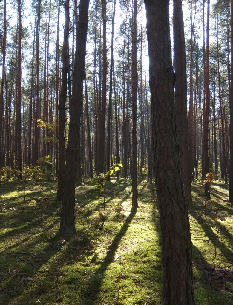Promienie słońca przebijają przez wysokie sosny w lesie, tworząc długie cienie na mchu pokrywającym ziemię.