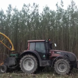 zbiory wierzby na plantacjach Jamir S.A.